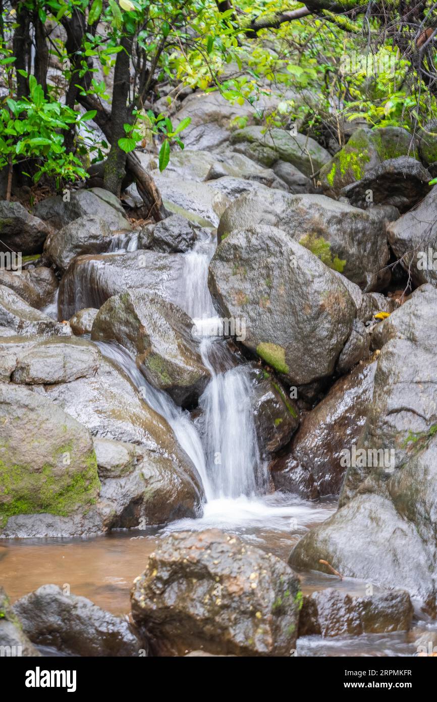 Kleine Wasserfälle im Wald Stockfoto