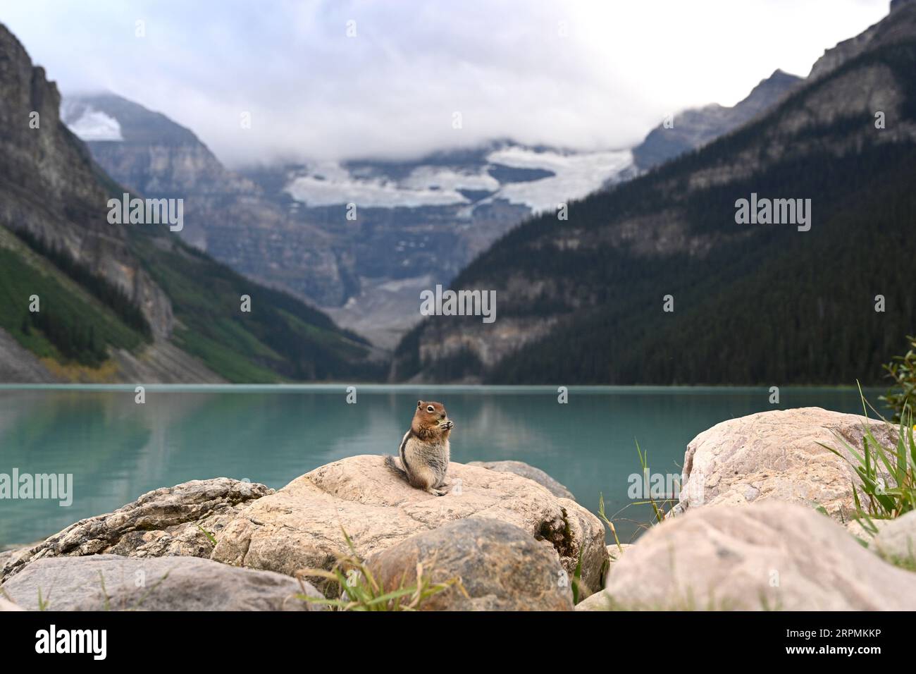 Ein Chipmunk in der Nähe des Lake Louise. Kanadische Tierwelt. Banff National Park Stockfoto