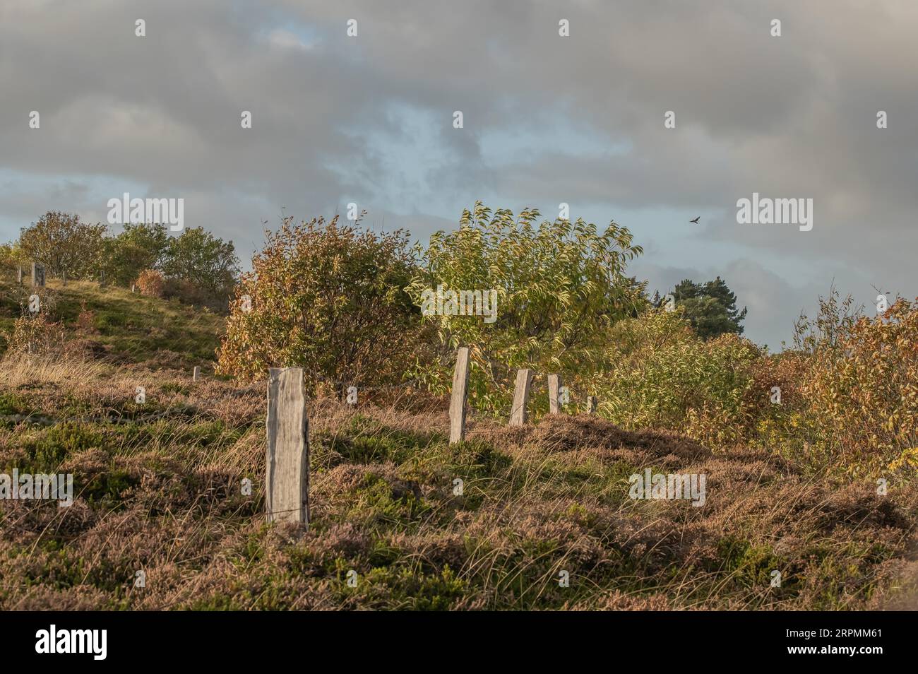 Herbstfarben an der Nordseeküste Stockfoto