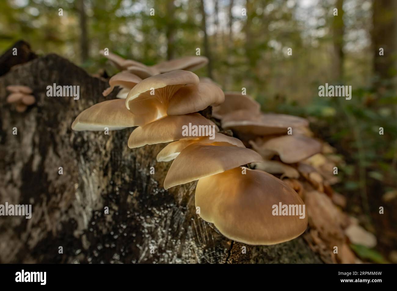 Oyster Seitling Stockfoto