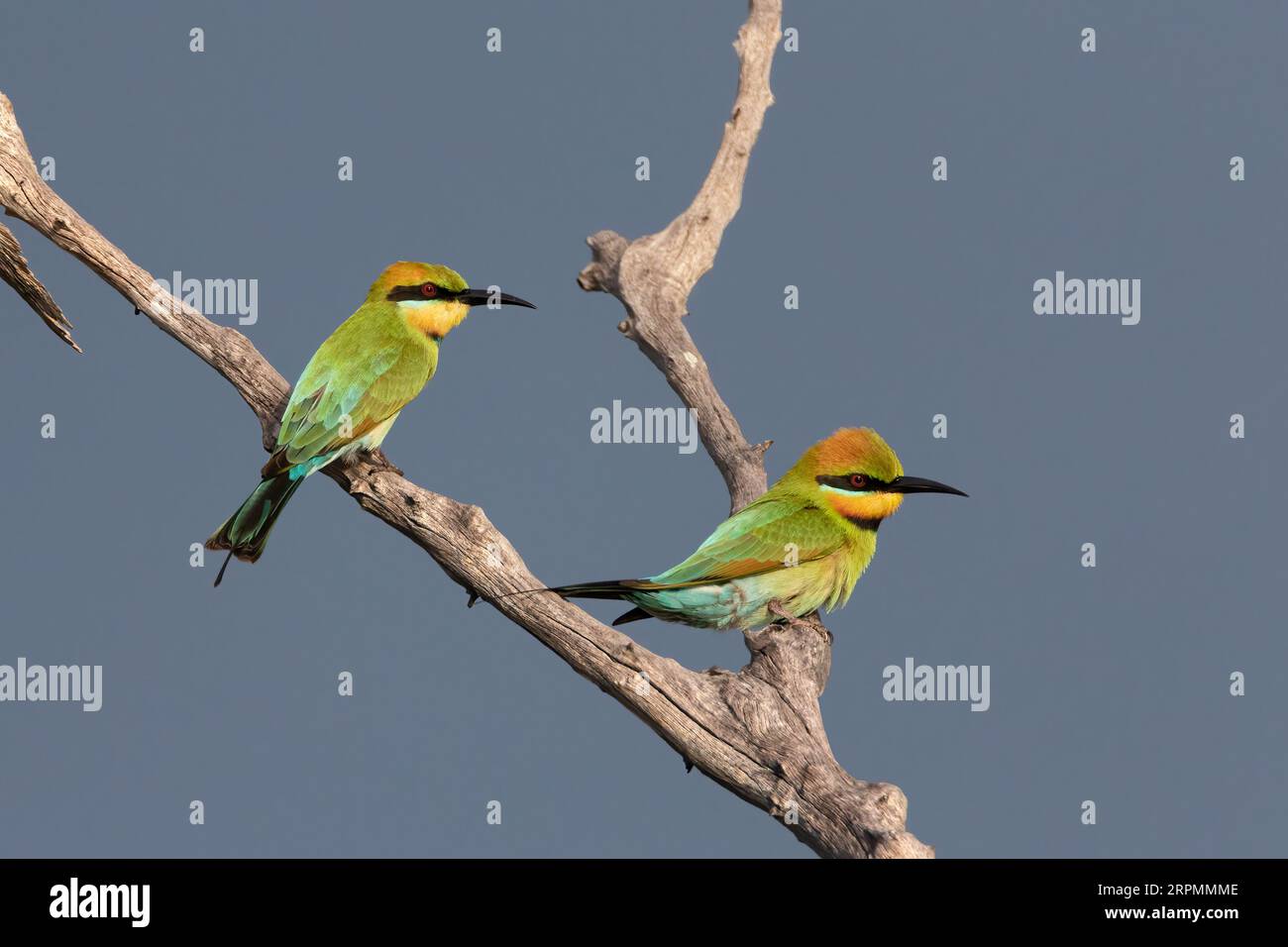 Ein Paar Rainbow Bee-Eater sitzt in einem toten Gebäude, während sich im Hintergrund Sturmwolken bilden. Stockfoto