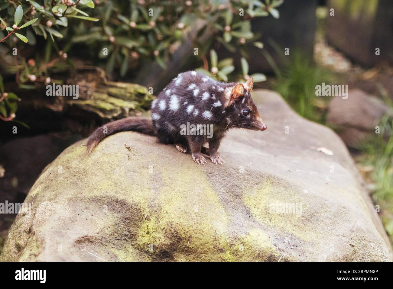 Eine östliche Quoll wird in der Nähe von Cradle Mountain, Tasmanien, Australien, gesichtet Stockfoto