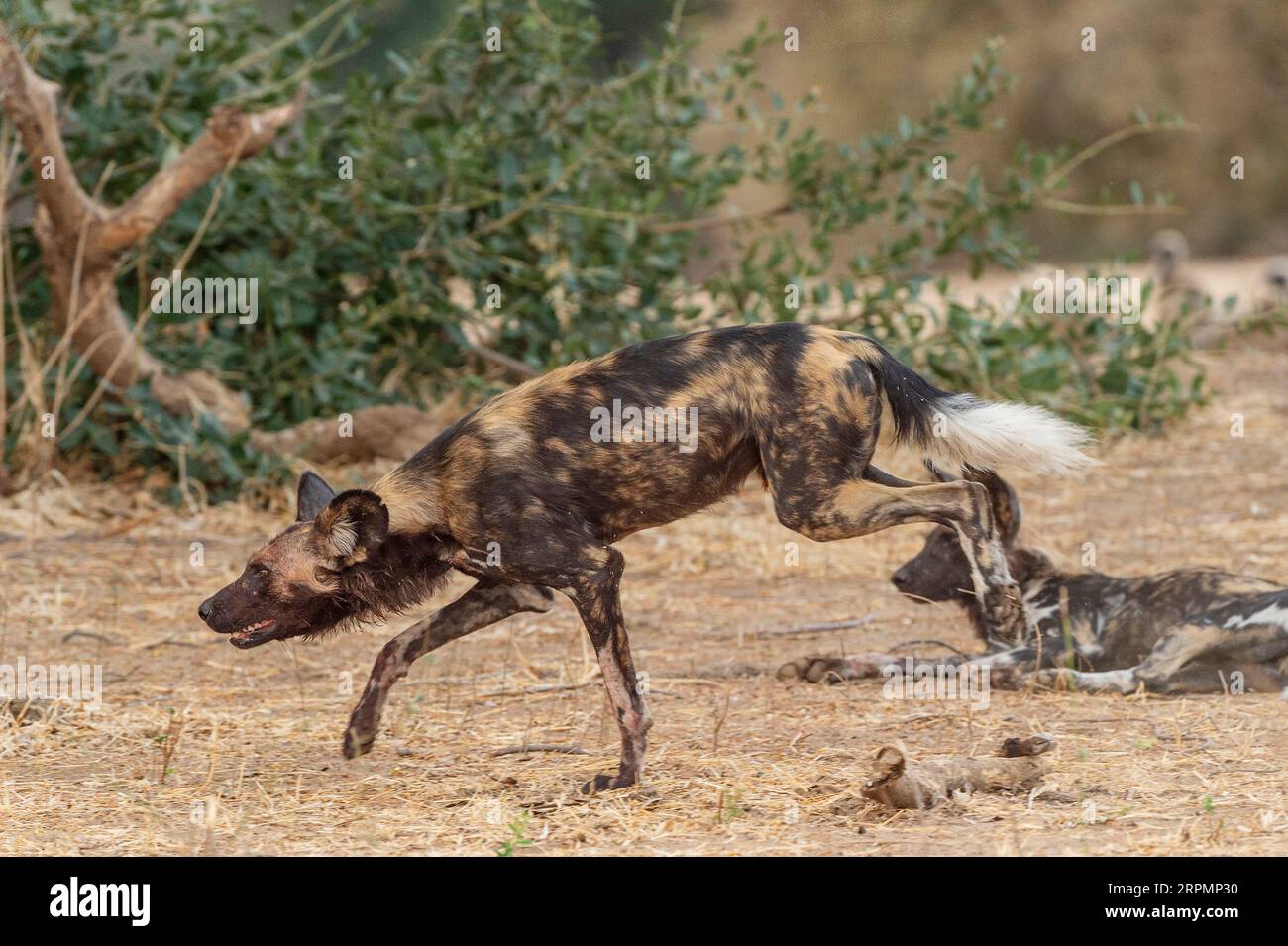 Im Mana Pools National Park in Simbabwe gibt es eine Gruppe gefährdeter afrikanischer Wildhunde, Lycaon Pictus. Stockfoto