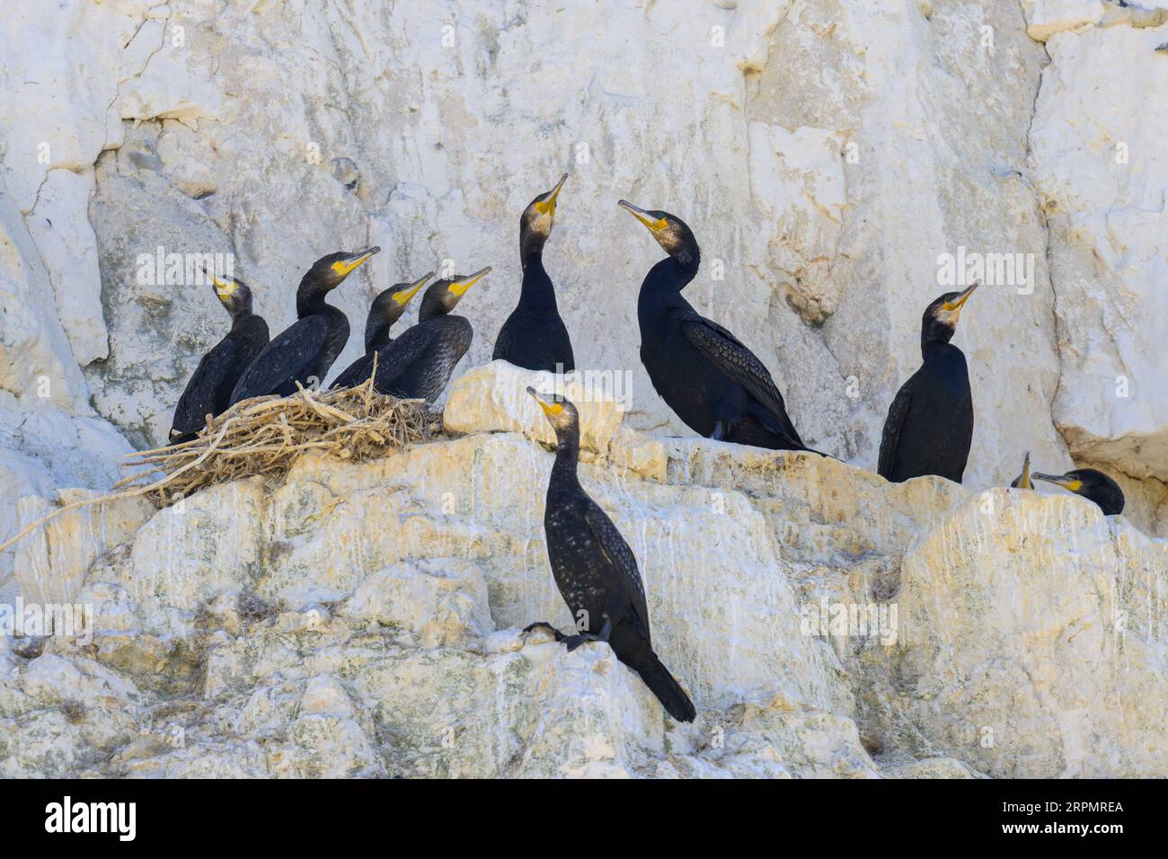 Eine Gruppe großer Kormorane ruht in ihren Nestern auf einer Klippe in der Nähe des Meeres in Nordfrankreich Stockfoto