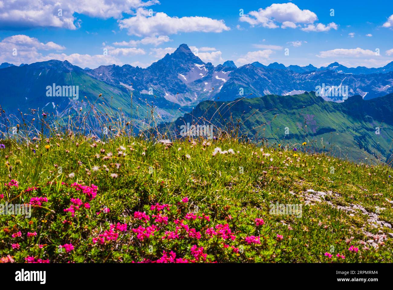 Alpenrosenblüte, Rhododendron, Koblat-Höhenweg am Nebelhorn, dahinter der Hochvogel, 2592m, Allgaeu-Alpen, Allgaeu, Bayern, Deutschland Stockfoto