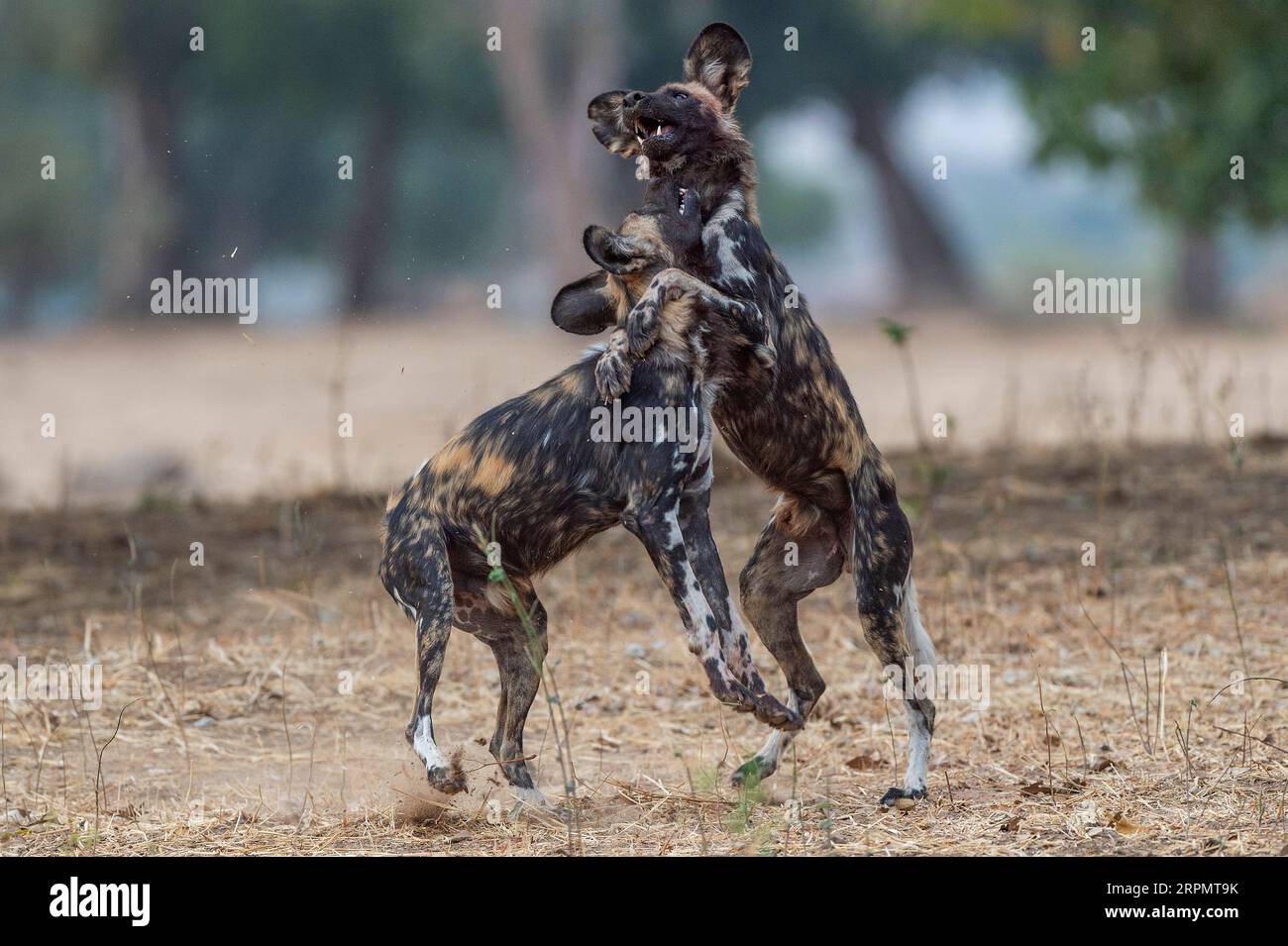 Im Mana Pools National Park in Simbabwe gibt es eine Gruppe gefährdeter afrikanischer Wildhunde, Lycaon Pictus. Stockfoto