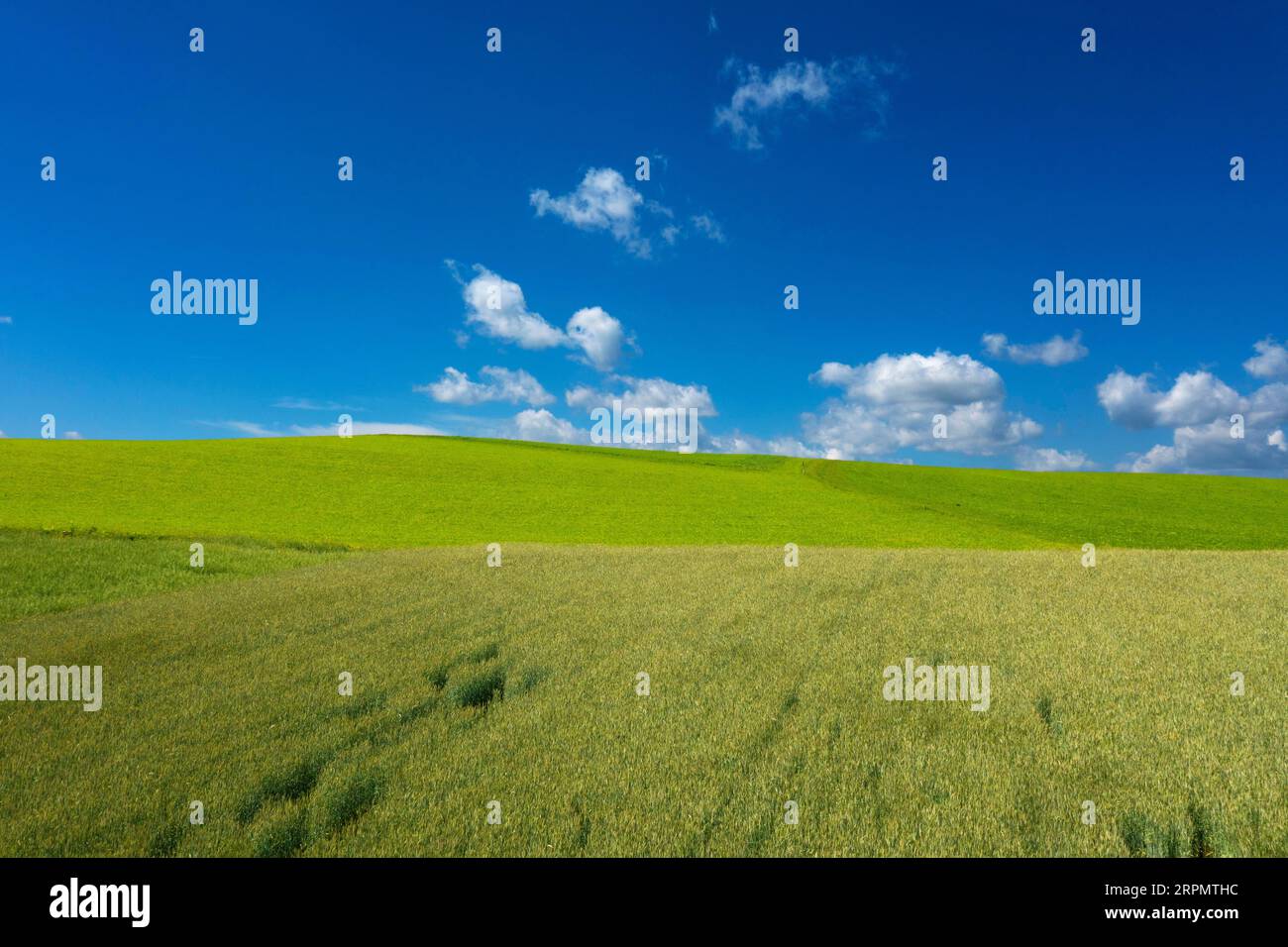 Landwirtschaftliche Landschaft, Getreidefelder mit Wiesen und Wolken, Lochen, Innviertel, Oberösterreich, Österreich Stockfoto