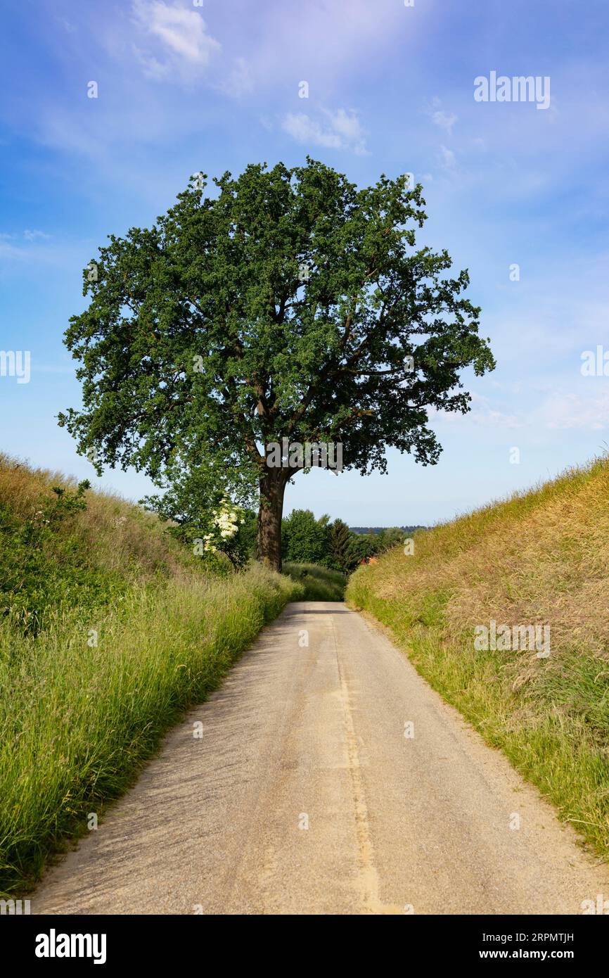 Feldweg mit einer alten Eiche (Quercus), Burgkirchen, Innviertel, Oberösterreich, Österreich Stockfoto