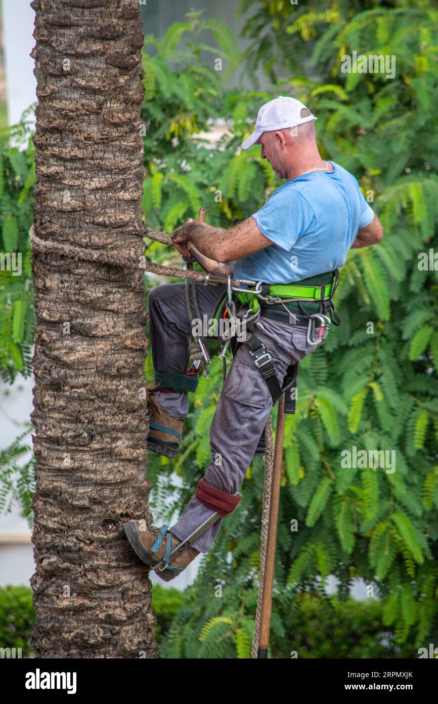 Mann, der in der Höhe arbeitet, um Äste aus einer Palme zu schneiden Stockfoto