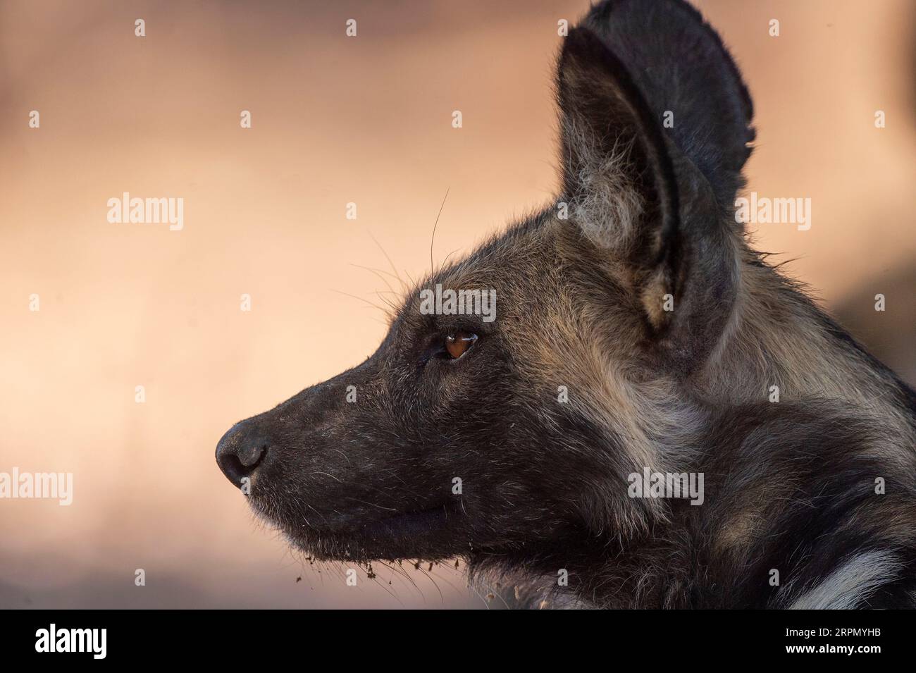 Afrikanisch bemalte Hunde, Lycaon pictus, gesehen im Mana Pools National Park in Simbabwe. Stockfoto