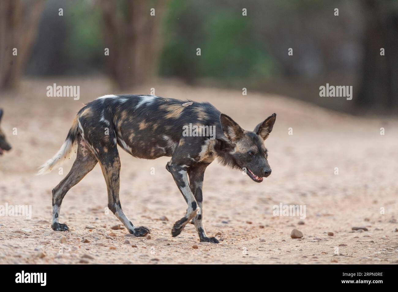 Afrikanisch bemalte Hunde, Lycaon pictus, gesehen im Mana Pools National Park in Simbabwe. Stockfoto