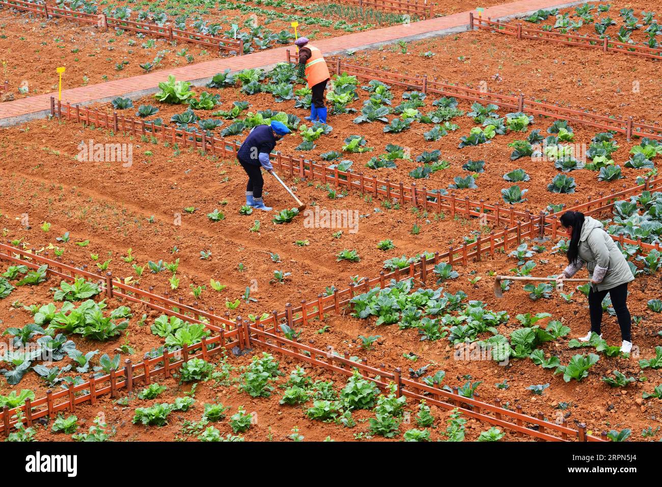 200223 -- GUIYANG, 23. Februar 2020 -- Bauern arbeiten auf einem Feld in der Chengnan Street der Stadt Xingren, Südwestchinas Provinz Guizhou, 22. Februar 2020. CHINA-GUIYANG-FRÜHLING-LANDWIRTSCHAFT CN YangxWenbin PUBLICATIONxNOTxINxCHN Stockfoto
