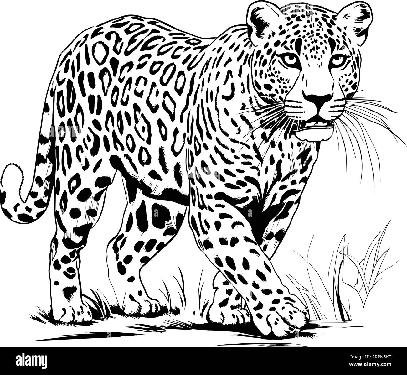 Zoo. Afrikanische Fauna. Puma, Leopard, Wildkatze, Coguar, Berglöwe. Handgezeichnete Illustration für Tattoo-Design, Emblem, Abzeichen, T-Shirt-Druck. Gravur Stock Vektor