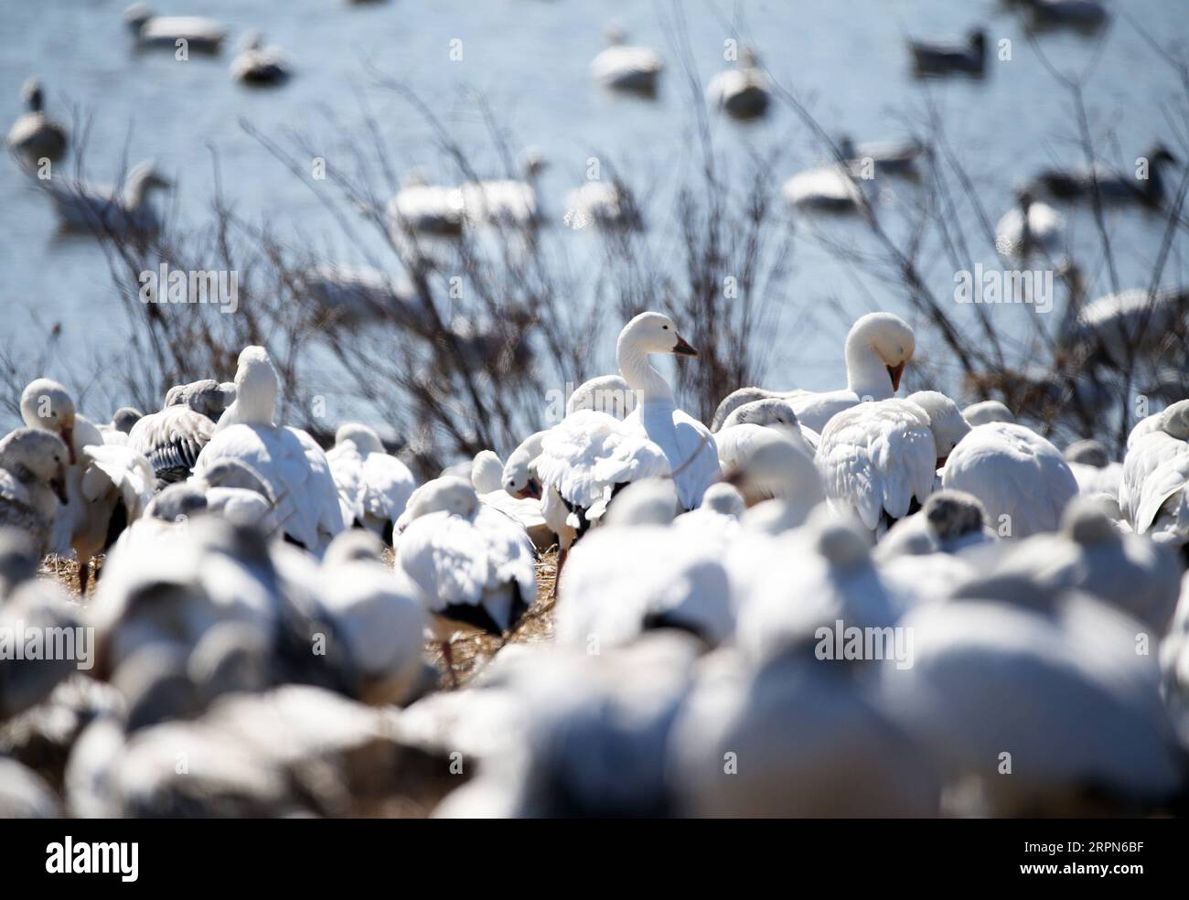 200223 -- NEW YORK, 23. Februar 2020 -- Schneegänse werden am 22. Februar 2020 im Middle Creek Wildlife Management Area in Lancaster County, Pennsylvania, USA, gesichtet. Tausende Vogelbeobachter kamen am Samstag in die Middle Creek Wildlife Management Area, um Wandergänse zu beobachten. UM MIT DEM Wildtierlebensraum der USA ZU GEHEN, wird die SCHNEEGANS-MIGRATION unter den Wetterveränderungen in den USA, PENNSYLVANIA, LANCASTER COUNTY, SCHNEEGANS-MIGRATION QinxLang PUBLICATIONxNOTxINxCHN beobachtet Stockfoto