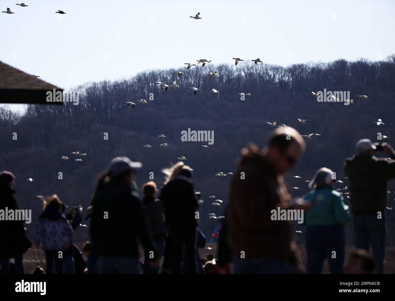 200223 -- NEW YORK, 23. Februar 2020 -- am 22. Februar 2020 beobachten die Menschen im Middle Creek Wildlife Management Area in Lancaster County, Pennsylvania, USA Schneegänse. Tausende Vogelbeobachter kamen am Samstag in die Middle Creek Wildlife Management Area, um Wandergänse zu beobachten. UM MIT DEM Wildtierlebensraum der USA ZU GEHEN, wird die SCHNEEGANS-MIGRATION unter den Wetterveränderungen in den USA, PENNSYLVANIA, LANCASTER COUNTY, SCHNEEGANS-MIGRATION QinxLang PUBLICATIONxNOTxINxCHN beobachtet Stockfoto