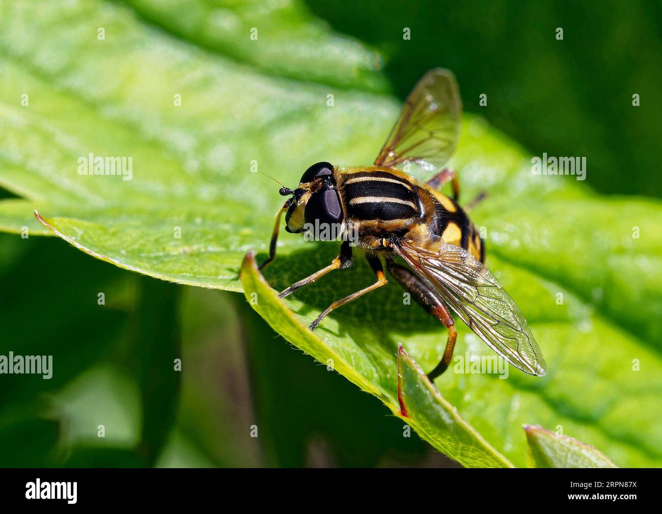 Helophilus pendulus die Europäische Hoverfly ist eine sehr verbreitete Art in Großbritannien und wird häufig in der Nähe von Wasserläufen gefunden. Rufen Sie manchmal Sun Fly an. Stockfoto