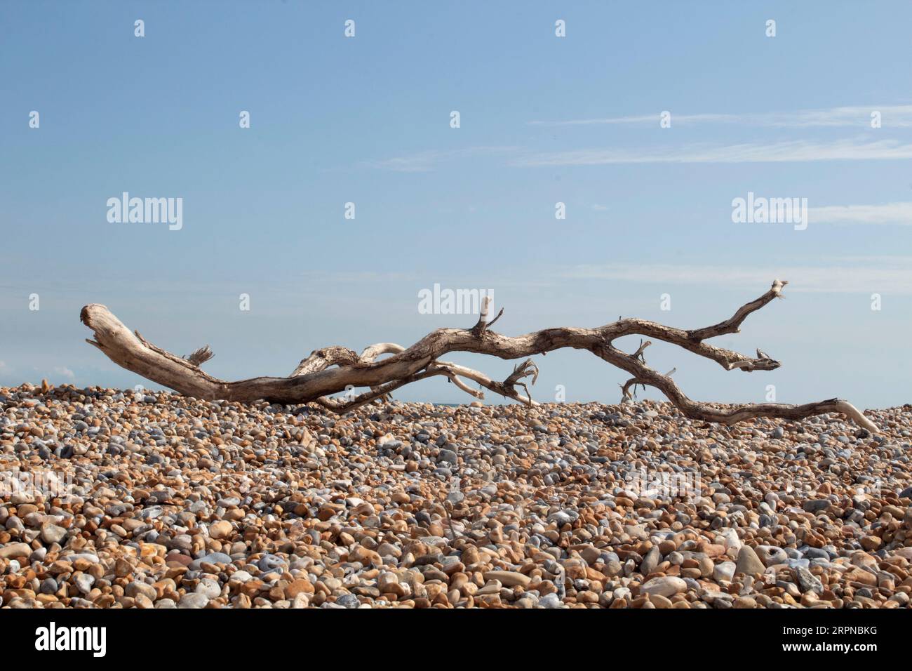Toter Ast am Kieselstrand an der Küste in Dungeness, Kent. England Großbritannien Stockfoto