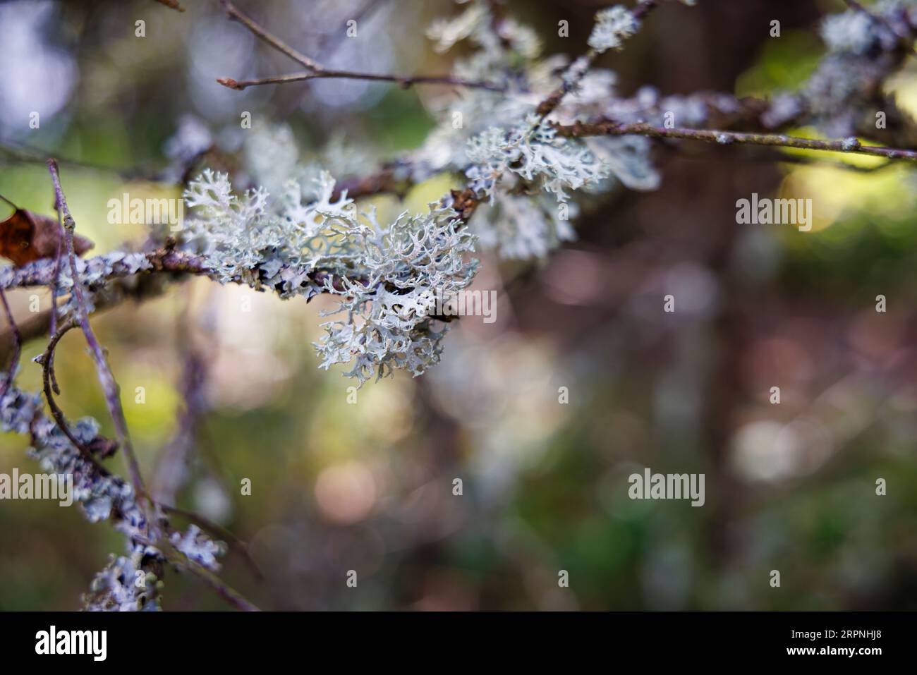 Fruticose-Flechten (wahrscheinlich Oakmoss, Evernia prunfamilies) wachsen auf einem Baum in Frensham Little Pond, Frensham, Waverley, Surrey, Südostengland Stockfoto