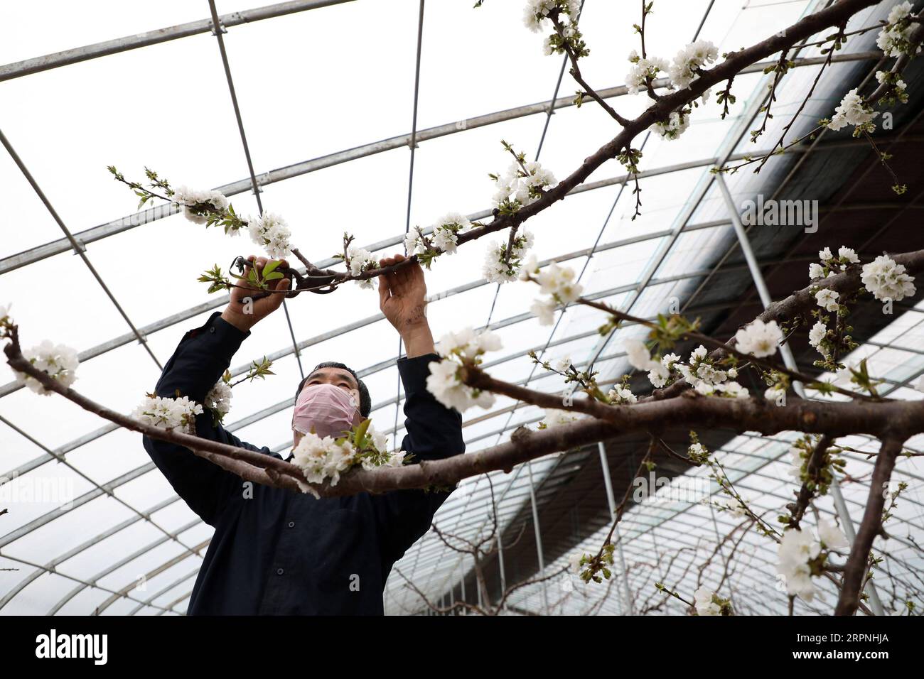 200229 -- BINZHOU, 29. Februar 2020 -- Ein Dorfbewohner schneidet einen Kirschbaum in einem Gewächshaus in der Stadt Pangjia im Boxing County in der Stadt Binzhou, ostchinesische Provinz Shandong, 28. Februar 2020. Die Landwirte haben in letzter Zeit mit der landwirtschaftlichen Produktion zu tun, da sich das Wetter erwärmt. Foto von /Xinhua CHINA-SPRING-FARMING CN ChenxBin PUBLICATIONxNOTxINxCHN Stockfoto