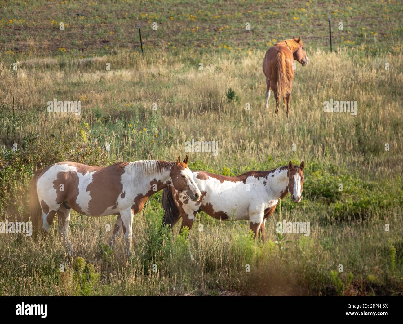 Ranch Horse in der amerikanischen Landschaft Stockfoto