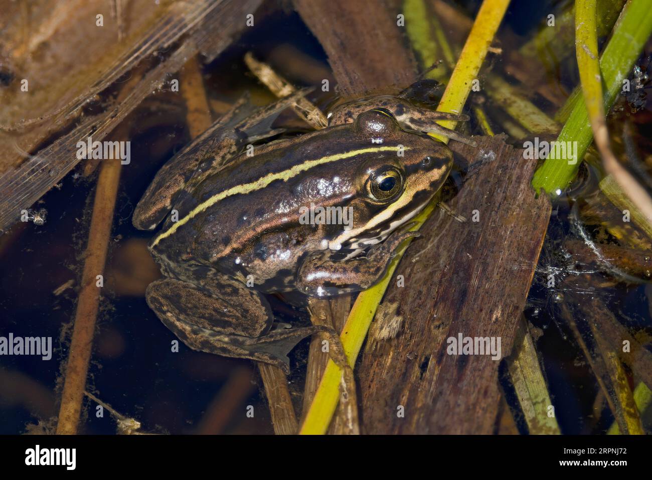 Northern Pool Frog (Pelophylax lessonae) juvenile Thompson Water Norfolk Mai 2023 Stockfoto