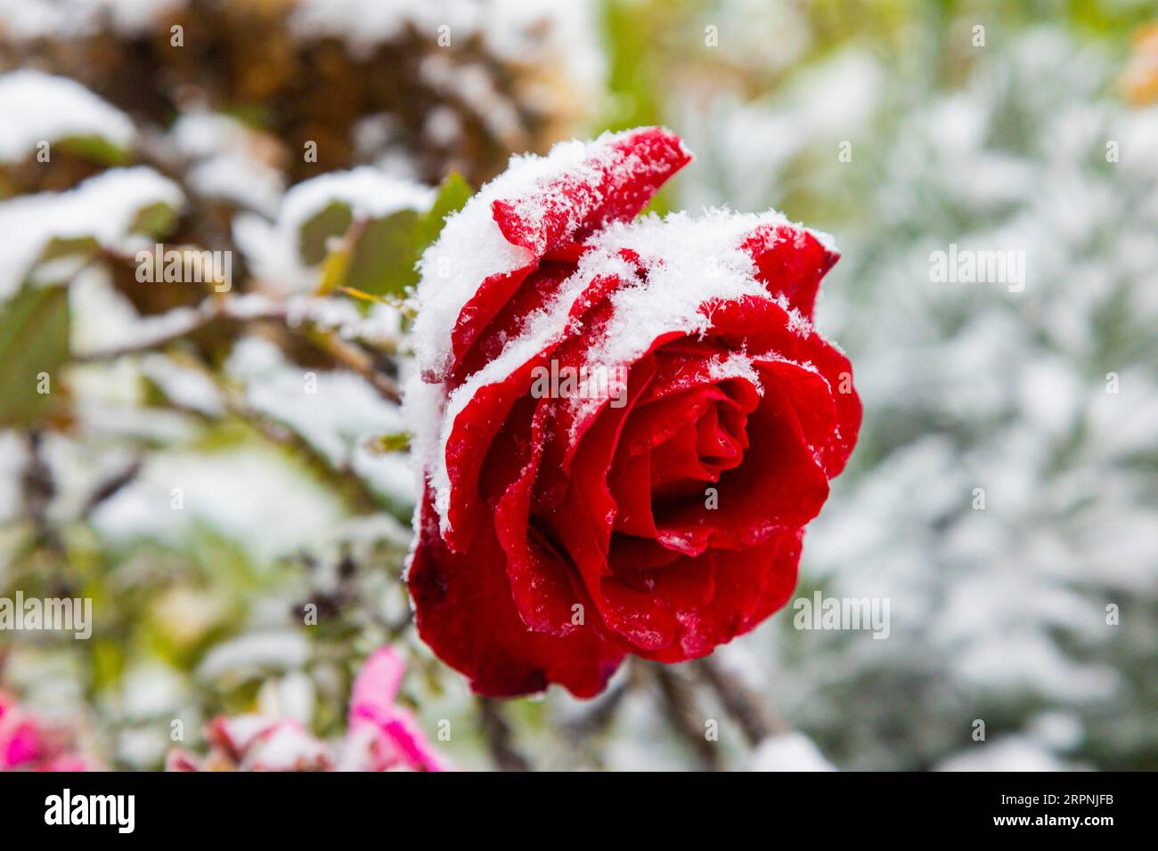 Wintereinbruch in Sachsen, erster Schneefall in diesem Jahr, schneebedeckte Rosenblätter Stockfoto