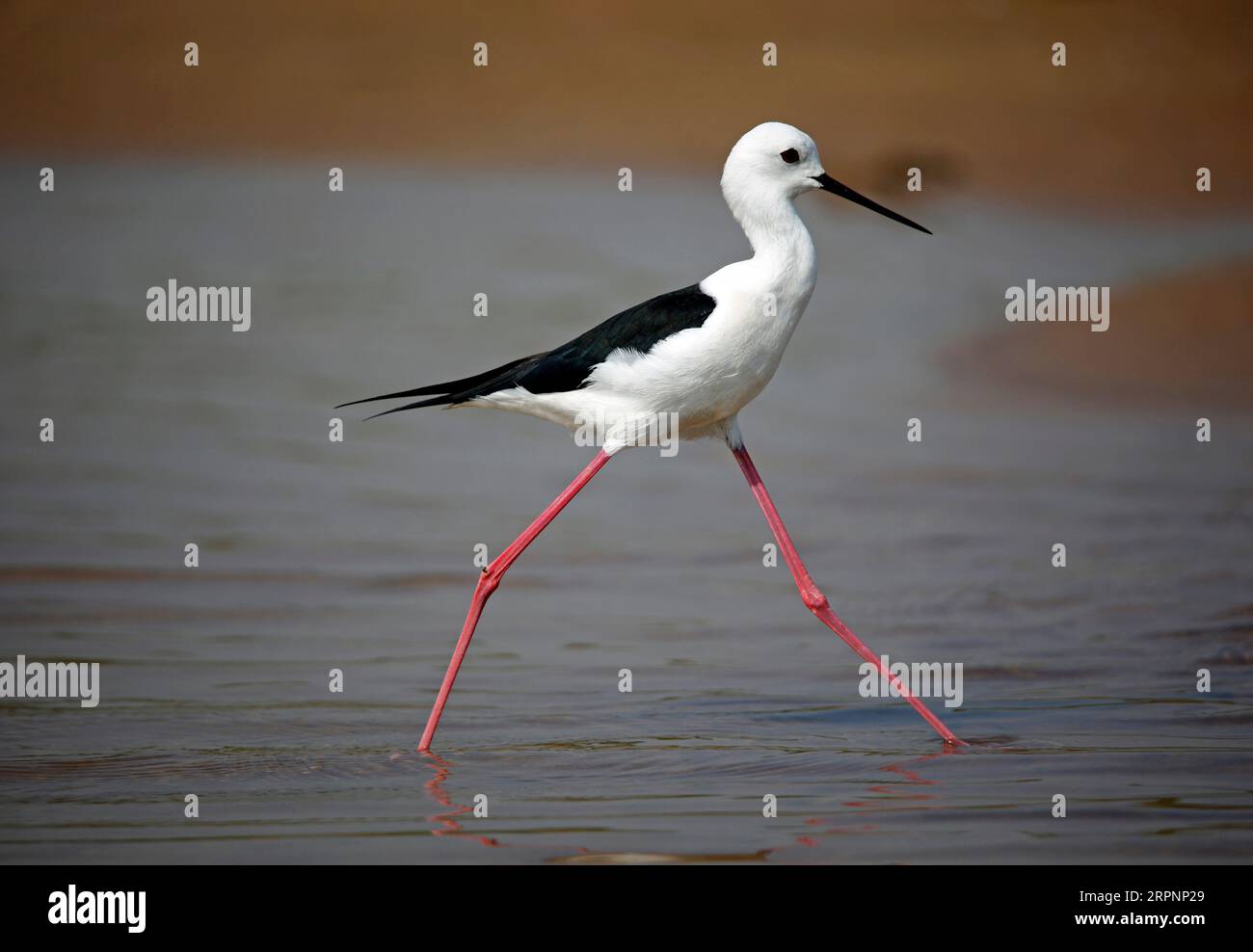 Schwarze geflügelte Stelzenfütterung am Chambal-Fluss in Indien Stockfoto