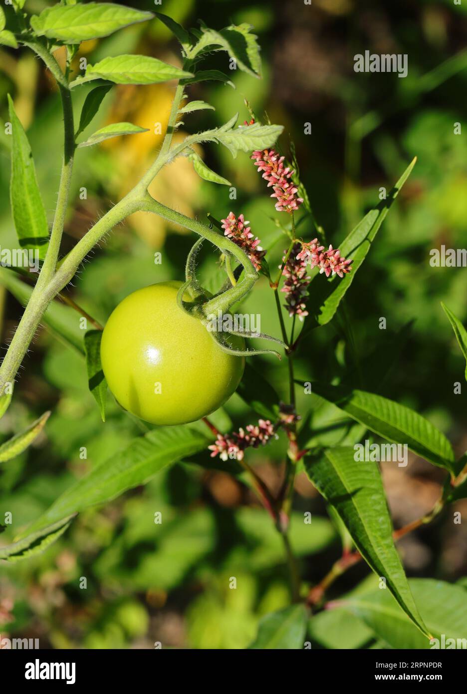 Unreife Bio-Wildtomaten, die in der Natur an einem Flussufer neben anderen Wildpflanzen wachsen. Oeiras, Portugal. Stockfoto