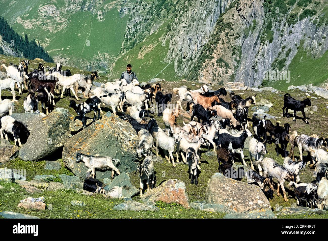 Ziegenherde im Warwan Valley, Kaschmir, Indien Stockfoto