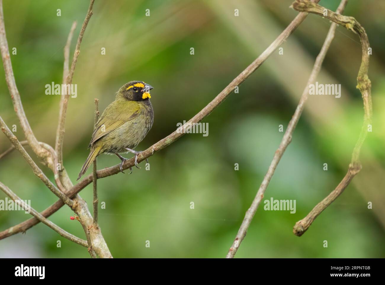 Gelbgesichtiger Grassquit - Tiaris olivaceus, kleiner schöner farbiger Passantenvogel aus lateinamerikanischen Wäldern und Wäldern, Panama. Stockfoto