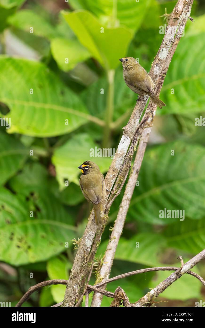 Gelbgesichtiger Grassquit - Tiaris olivaceus, kleiner schöner farbiger Passantenvogel aus lateinamerikanischen Wäldern und Wäldern, Panama. Stockfoto