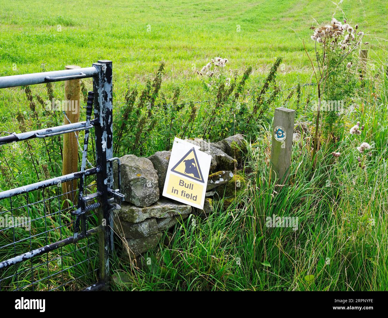 Bullen-in-Feld-Warnschild an einem Tor auf dem Nidderdale Way Fernwanderweg in der Nähe von Shaw Mills Nidderdale North Yorkshire England Stockfoto
