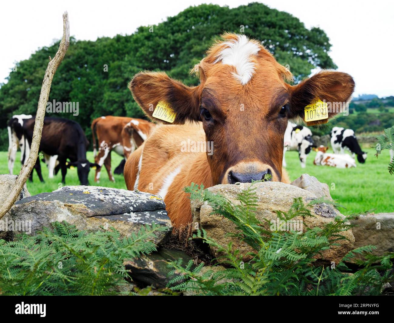 Vieh auf einem Feld mit einem Blick über eine Mauer entlang des Nidderdale Way in der Nähe von Shaw Mills Nidderdale North Yorkshire England Stockfoto