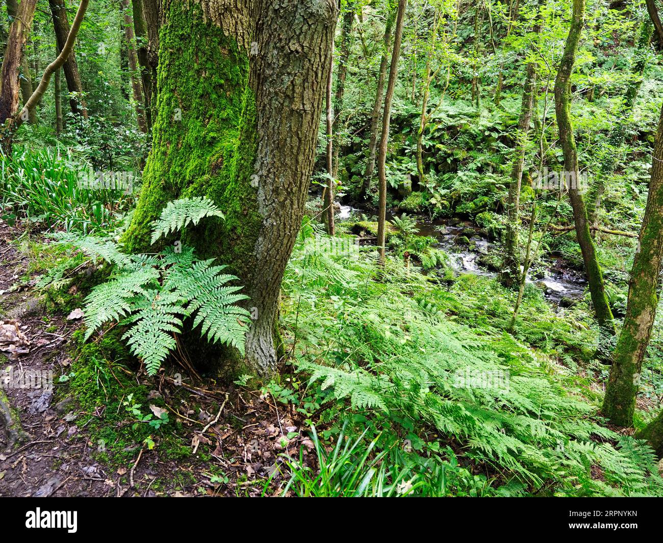 Fell Beck verläuft durch Wälder entlang des Nidderdale Way in der Nähe von Summerbridge Nidderdale North Yorkshire England Stockfoto