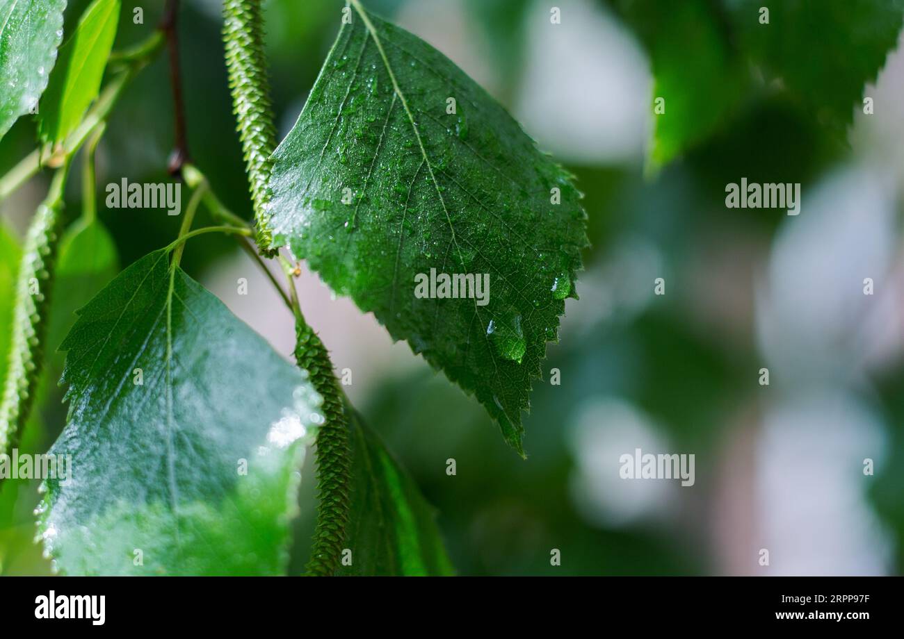 Grüne Birkenblätter nach Regen Stockfoto
