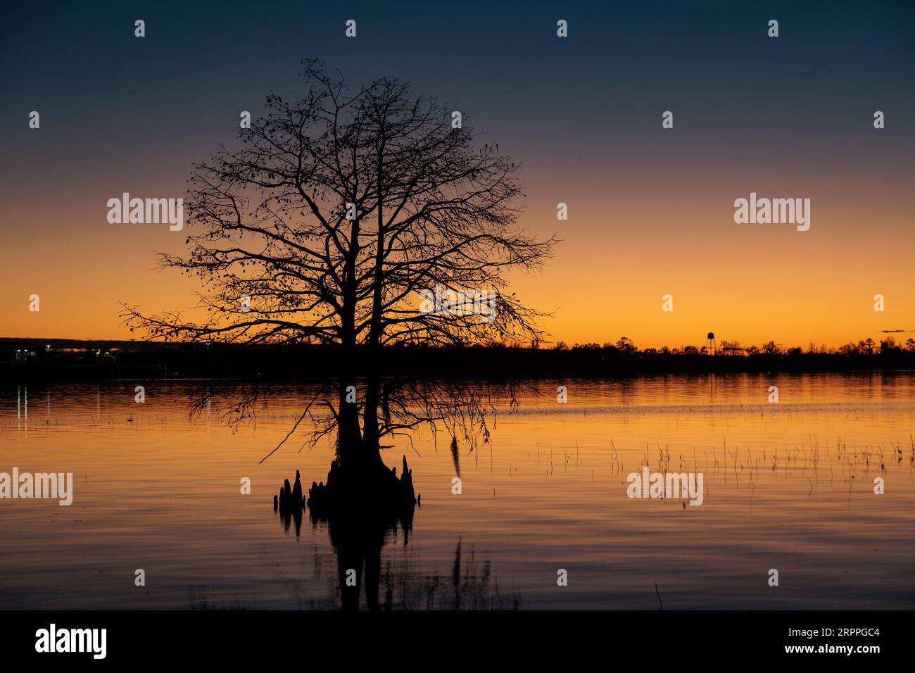 Die Zypressensilhouette am Lake Seminole im Corps of Engineers Eastbank Campground in Georgia steht vor einem tiefblauen und orangen Himmel Stockfoto
