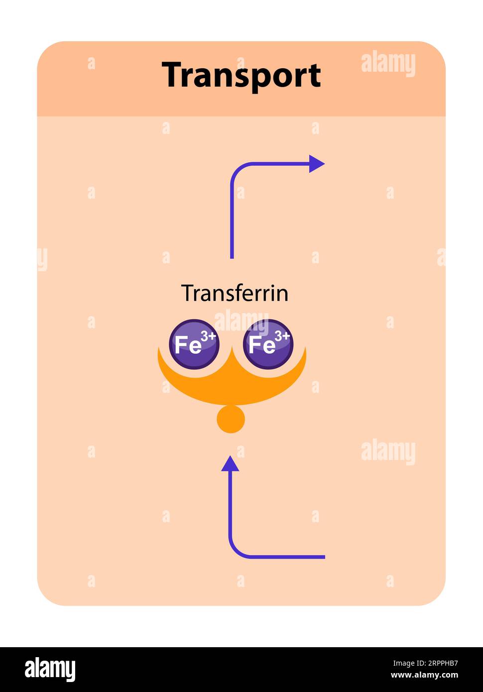 Transferrin, Blutplasma-Glykoprotein, das Eisen bindet und durch den Körper transportiert und eine entscheidende Rolle bei der Eisenhomöostase spielt. 2D-Grafik, Abb. Stockfoto