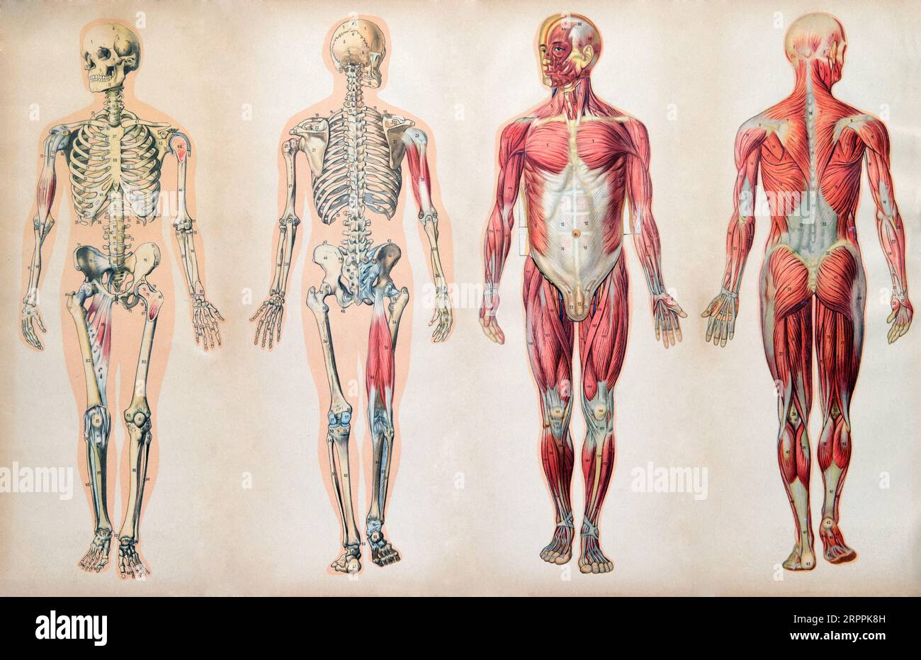 Alte alte anatomische Darstellungen des menschlichen Körpers mit Skelettsystem und verschiedenen Muskeln, vier Figuren hintereinander in verschiedenen Ausrichtungen Stockfoto