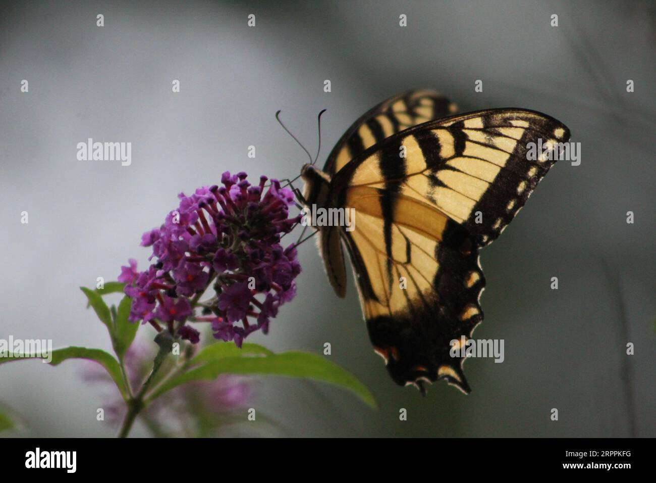 Osttiger-Schwalbenschwanz auf Schmetterlingsbusch Stockfoto