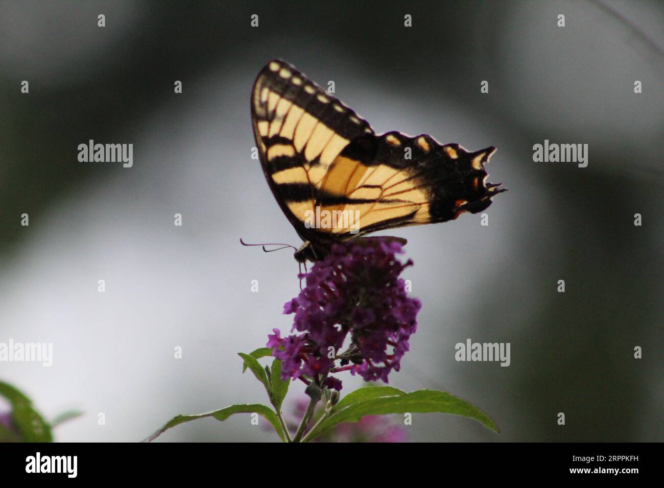 Osttiger-Schwalbenschwanz auf Schmetterlingsbusch Stockfoto
