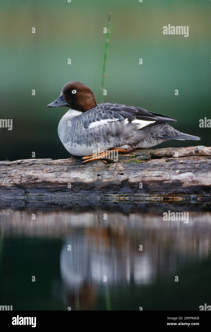 GoldenEye (Bucephala clangula) weibliche Ente auf Baumstämmen, Loch Garten RSPB Reserve, Cairngorms National Park, Schottland, Großbritannien, Juni 1989 Stockfoto