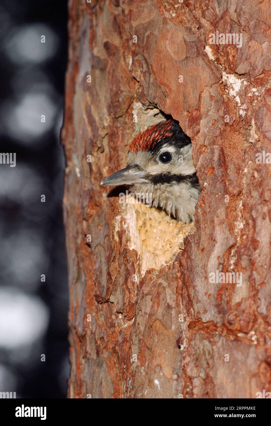 Jungvogel des Großfleckenspechts (Dendrocopos Major) am Eingang zum Nestloch im Reifen Schottischen Kiefer (Pinus sylvestris) Abernethy Forest, Schottland Stockfoto