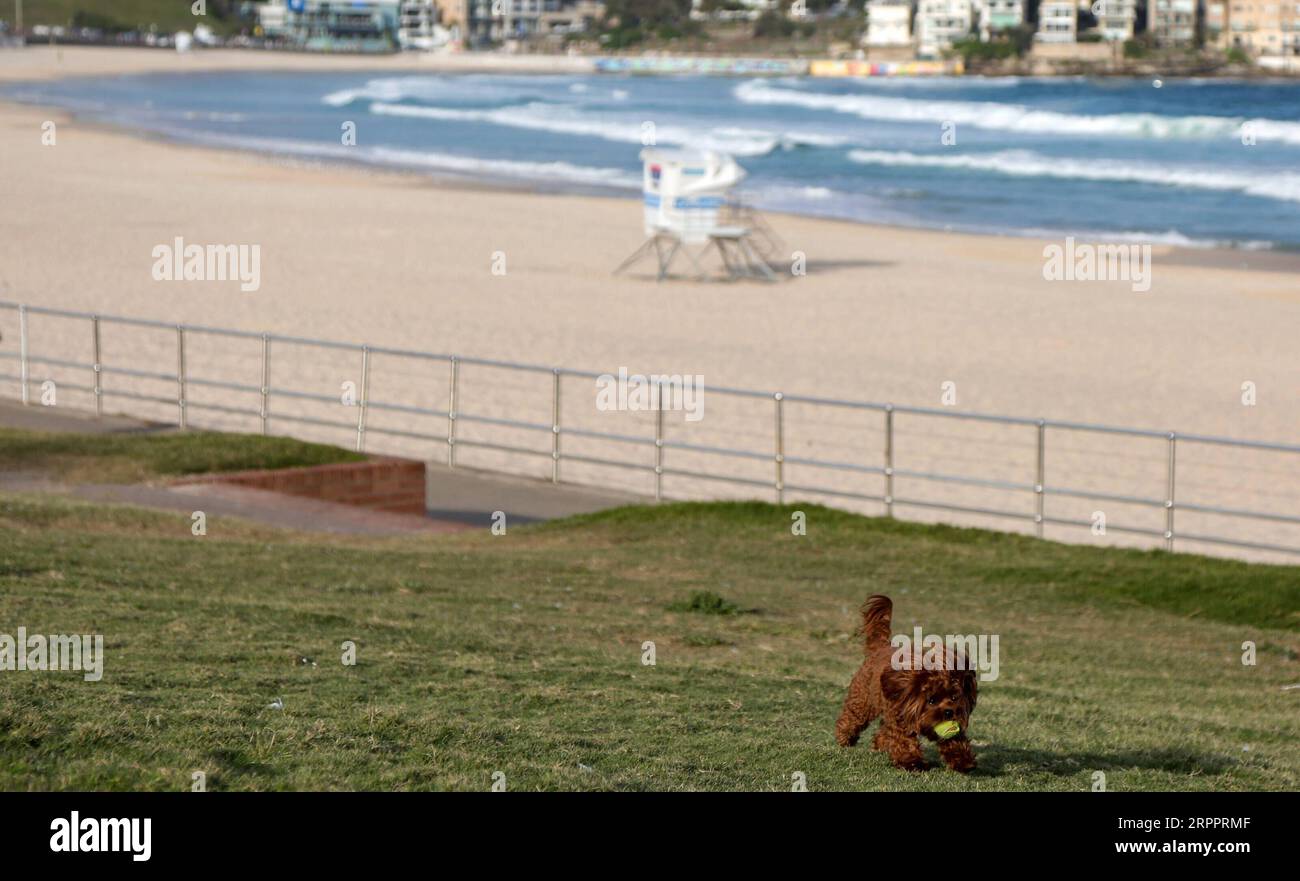 200321 -- SYDNEY, 21. März 2020 -- Foto aufgenommen am 21. März 2020 zeigt den leeren Bondi Beach in Sydney, Australien. Australiens berühmter Bondi Beach wurde geschlossen, nachdem sich am Freitag Hunderte von Strandbesuchern auf dem Sand drängten, ohne die geltenden Richtlinien zur sozialen Distanzierung zu beachten. Der Polizeiminister des Staates New South Wales David Elliott ordnete an, den Strand in Sydney am Samstagnachmittag zu schließen. Am Samstag, 6:30 Uhr Ortszeit, gab es 874 bestätigte COVID-19-Fälle in Australien, davon 382 im Bundesstaat New South Wales. Sieben Menschen sind an der Krankheit gestorben. AUST Stockfoto