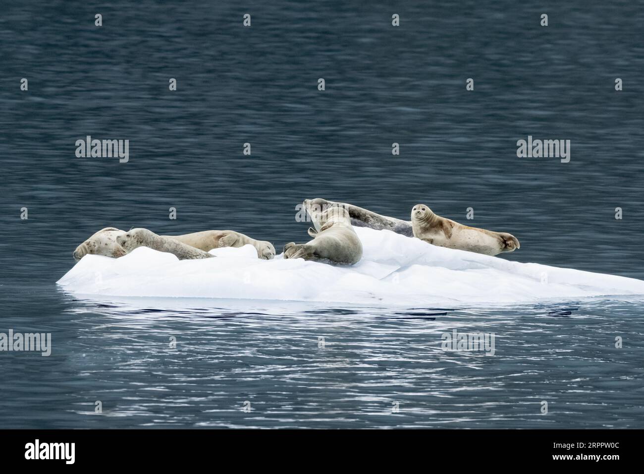 Meeressäugetiere; Hafenrobbe; Phoca vitulina; Eisberg; Alaska Stockfoto