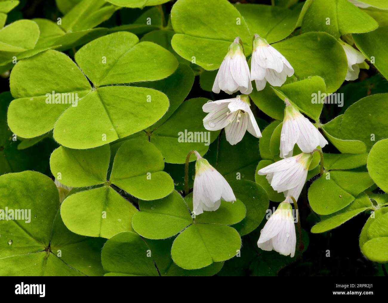 Wood Sorrel Oxalis acetalosa wächst in Somerset UK Stockfoto