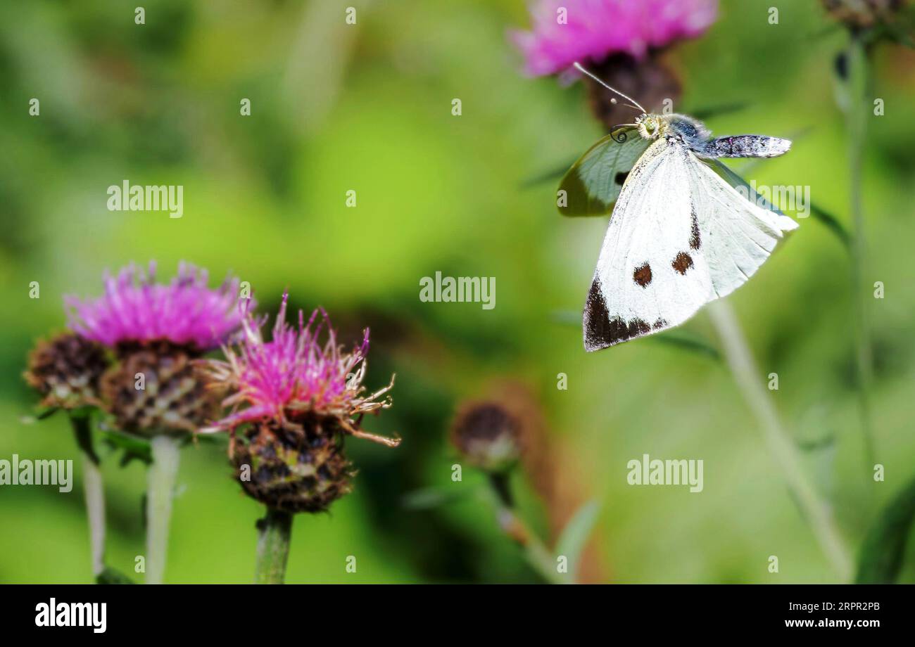 Weibchen große weiße Pieris-Büstenkraut im Flug zwischen schwarzen Knapweed-Blüten in einer Somerset-Wiese Stockfoto