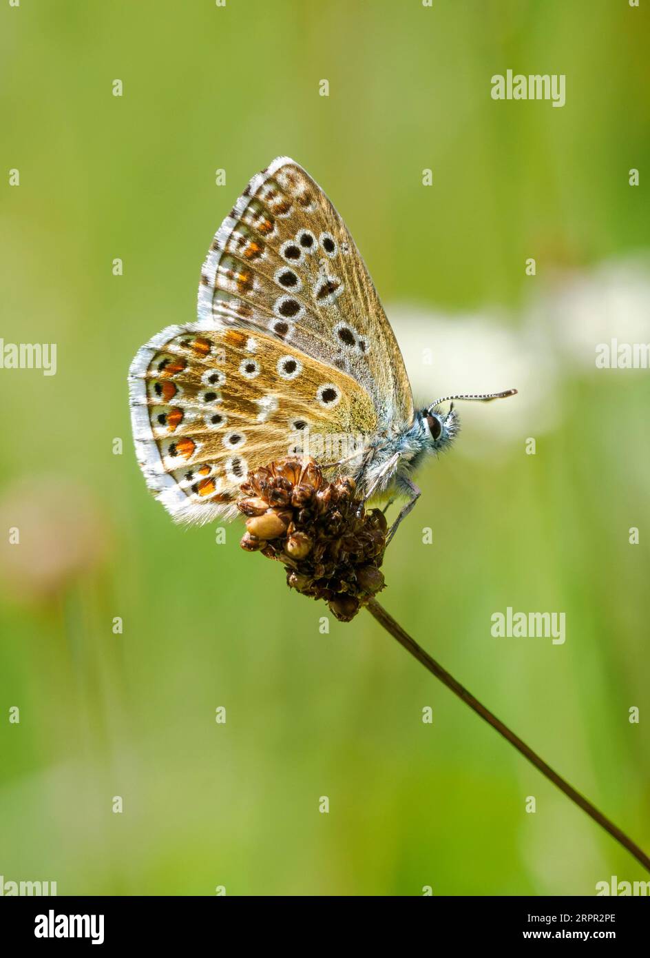 Unterseite von Adonis Blue Polyommatus bellargus male im Rough Bank Butterfly Conservation Reserve in Gloucestershire UK Stockfoto