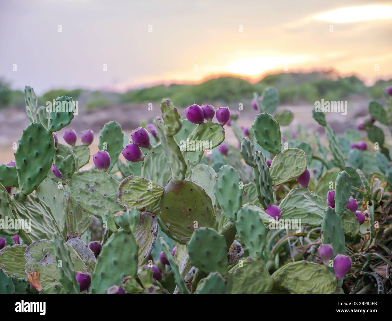 Opuntia-Frucht oder Kaktusfrucht auf gelbem Felsen im Freien am Mittelmeer in Ayia Napa, Zypern. Stockfoto