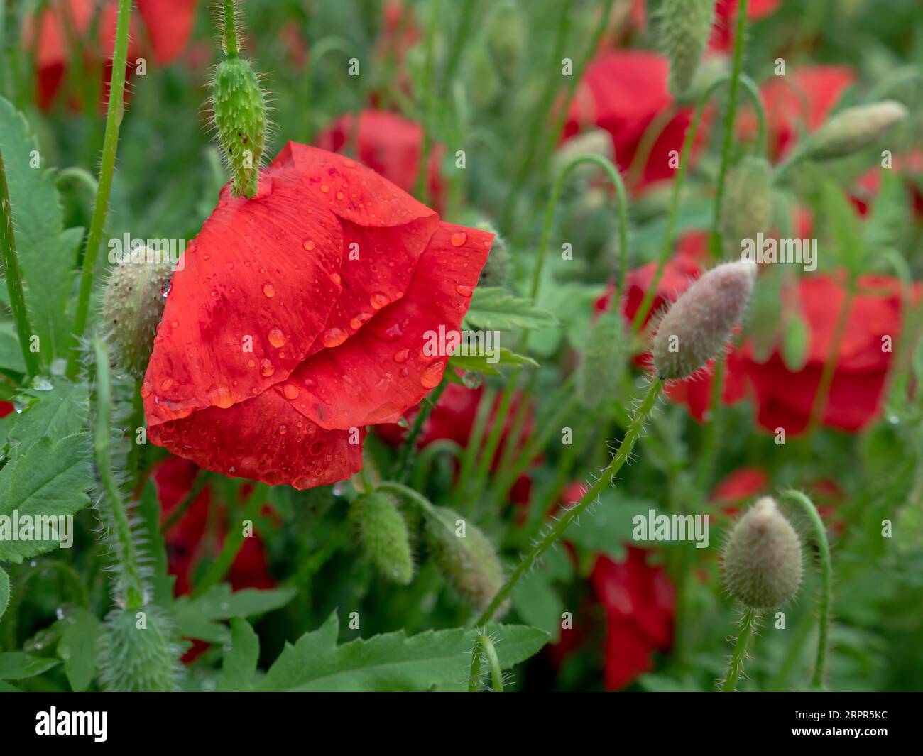 Nahaufnahme einer nassen roten Mohnblume mit großen Blütenblättern bedeckt von Regentropfen und grünen, haarigen Knospen, die in einer Stadt wachsen. Stockfoto