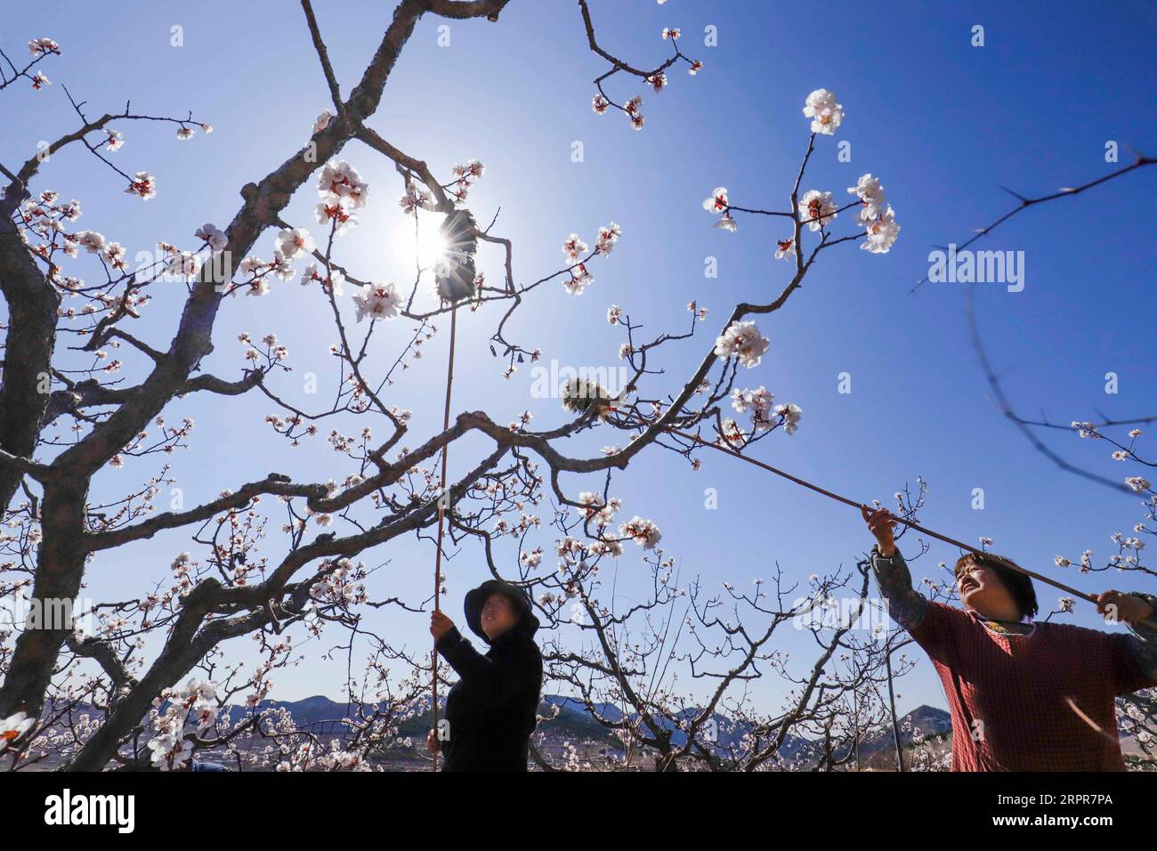 200328 -- LINYI, 28. März 2020 -- Bauern bestäuben Blumen in Obstgärten im Dorf Baidaozi im Zunhua County in Tangshan, nordchinesische Provinz Hebei, 28. März 2020. Foto von /Xinhua CHINA-SPRING-FARMING CN LiuxMancang PUBLICATIONxNOTxINxCHN Stockfoto